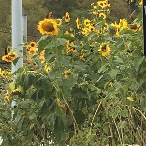 Meet your Posher, Joy